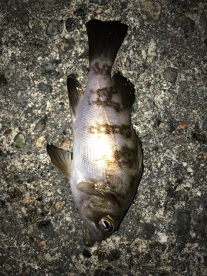 アジングでアジ&メバル