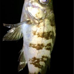 メバリンガー1810〜1850