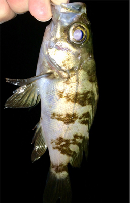 メバリンガー1810〜1850