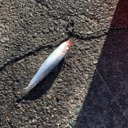 やっぱりサビキは最強