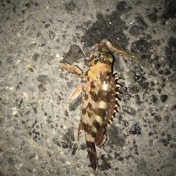 金城埠頭でアナゴ釣り