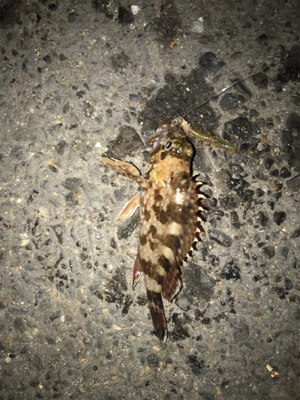 金城埠頭でアナゴ釣り