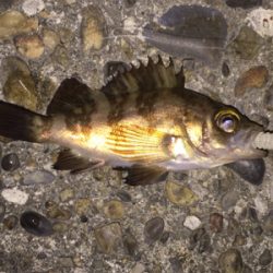 狙ったメバルはおったけど、ちっちゃ！