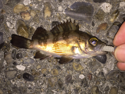 狙ったメバルはおったけど、ちっちゃ！