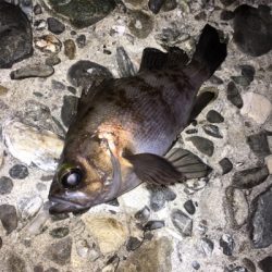 アフターメバル釣れました