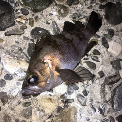 アフターメバル釣れました