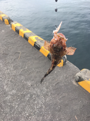 またまたカサゴ