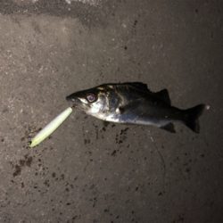 極寒のシーバス