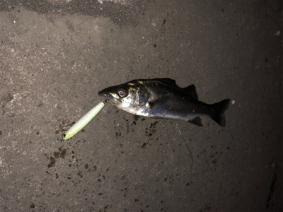 極寒のシーバス