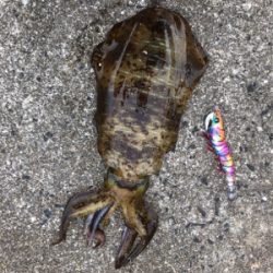 底物狙いのはずが、、、