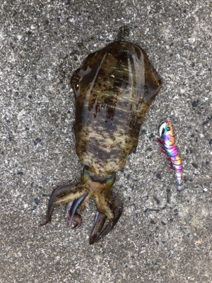 底物狙いのはずが、、、