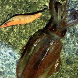 アカイカエギング