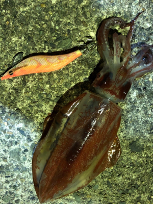 アカイカエギング