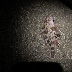 久しぶりのガシラ