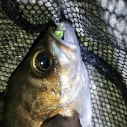 明石メバリング