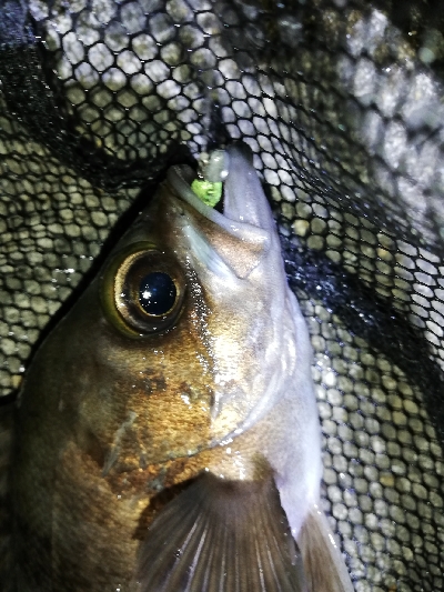 明石メバリング