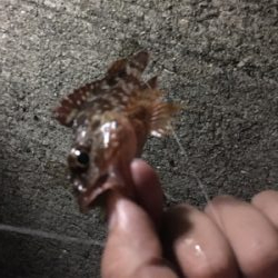 ロックフィシュ 狙い釣行