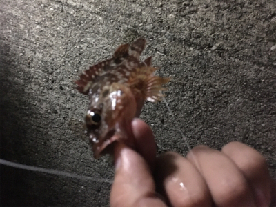 ロックフィシュ 狙い釣行