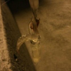 ヒイカ、まだ楽しめます!