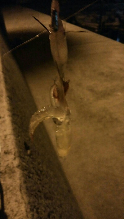 ヒイカ、まだ楽しめます!