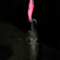 ムラのあるヒイカ釣り(＞＜)