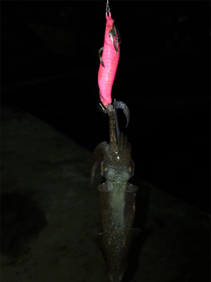 ムラのあるヒイカ釣り(＞＜)