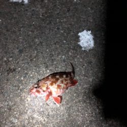 ナイトガシリング