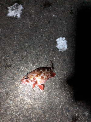 ナイトガシリング