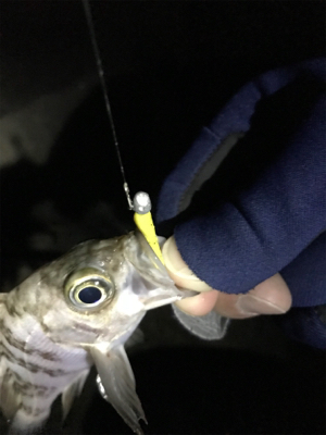 2019 メバリング 2nd