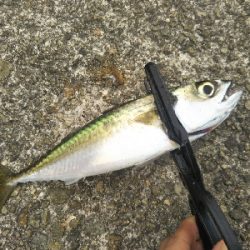 サバならデカい！