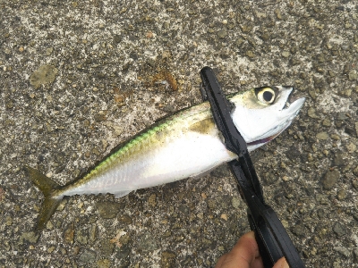 サバならデカい！