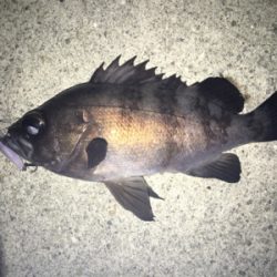 2019年初釣り メバリング編