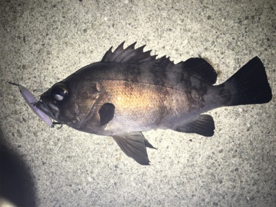 2019年初釣り メバリング編