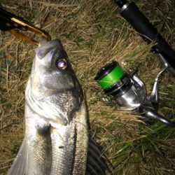 今年初のシーバス