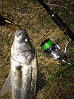 今年初のシーバス