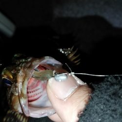 連チャンメバリング