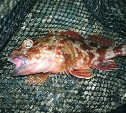 ナイトメバリング