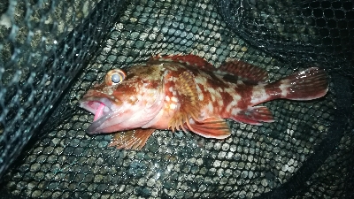 ナイトメバリング