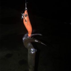 やっぱり渋くて寒いヒイカ釣り(＞＜)