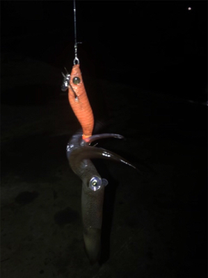 やっぱり渋くて寒いヒイカ釣り(＞＜)