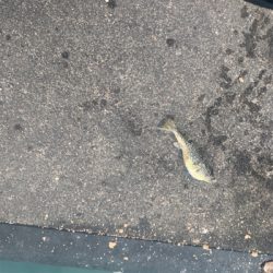 今年初のチヌが釣れました