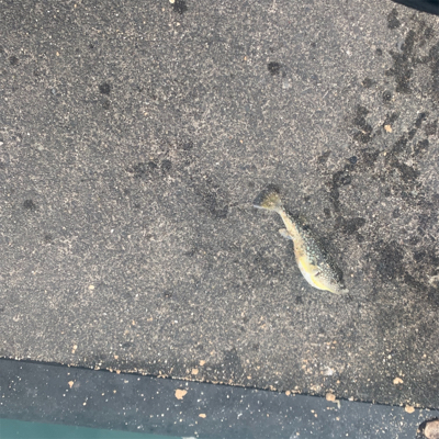 今年初のチヌが釣れました