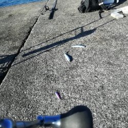 イワシは大量にいるが