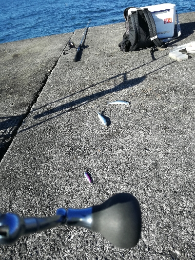 イワシは大量にいるが