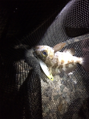 メバルプラッキング楽しいれす(*^▽^*)