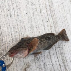 朝マヅメからガシリング