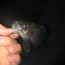 今年初フィッシュ！