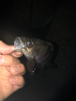 今年初フィッシュ！