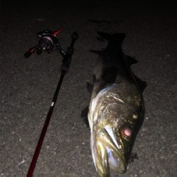 メバルプラッキングの予定が…