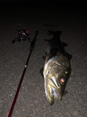 メバルプラッキングの予定が…